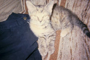 catupcottagepooh.jpg